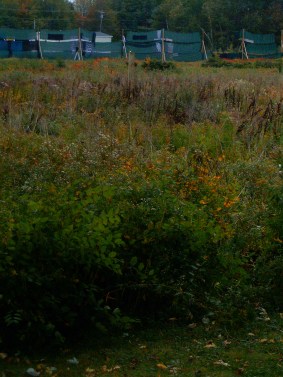 Banner, first day, field