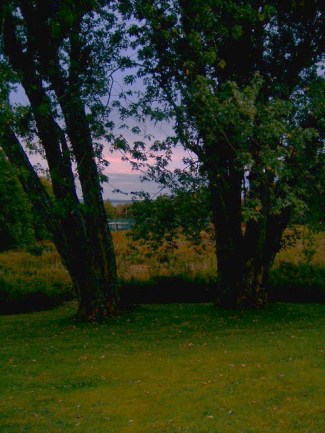 maples, banner and sky